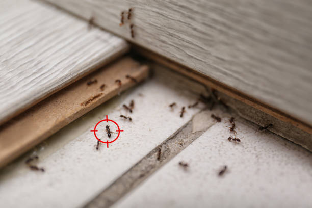 Best Insect Control  in Du Quoin, IL