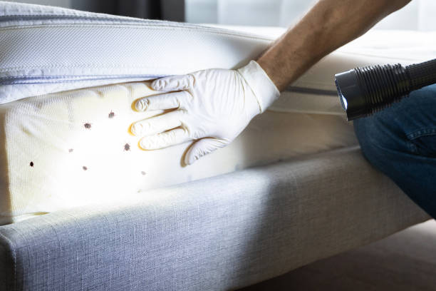 Best Pest Prevention Services  in Du Quoin, IL