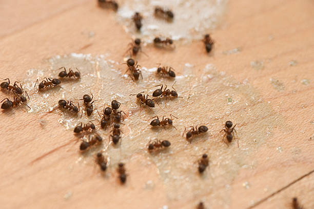 Best Bed Bug Extermination  in Du Quoin, IL