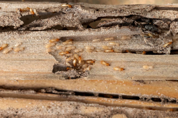 Best Pest Removal Services  in Du Quoin, IL