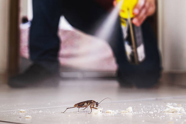 Best Rodent Control Near Me  in Du Quoin, IL