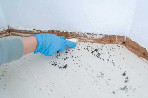 Best Best Pest Control Companies  in Du Quoin, IL